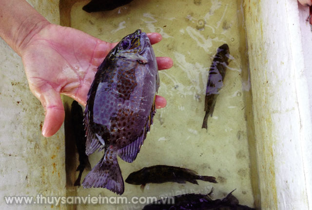 Đưa cá dìa vào thả nuôi nhằm khắc phục và hạn chế ô nhiễm môi trường